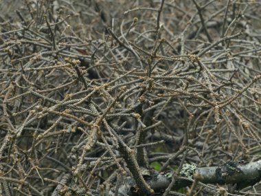 windbreak, düşmüş ağaç, Kuru çam dalları arka plan