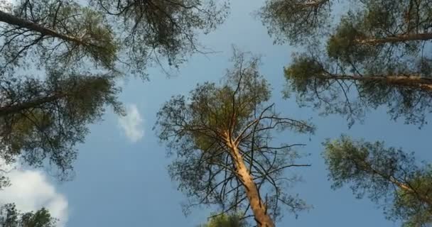 Hoge Dennen Bomen Overhead Wolken Blauwe Hemel Time Lapse — Stockvideo