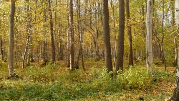 Hermoso Bosque Otoño Hojas Amarillas Que Caen Panorama — Vídeo de stock