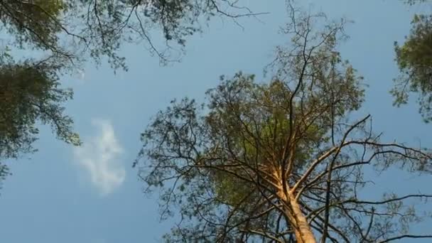 Altos Pinos Sobre Cabeza Nubes Cielo Azul Lapso Tiempo Alejar — Vídeo de stock