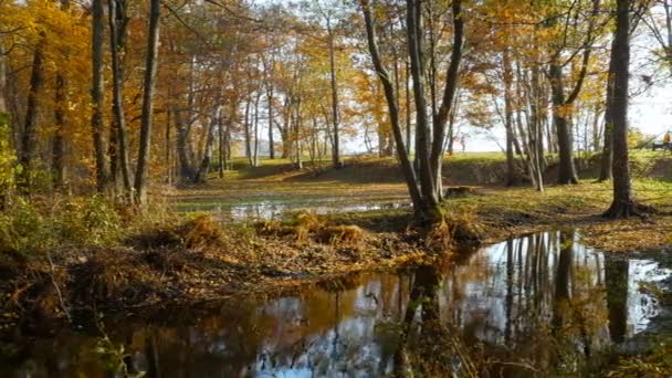 Mooie Herfst Landschap Gele Bomen Weerspiegeld Het Water Panorama — Stockvideo