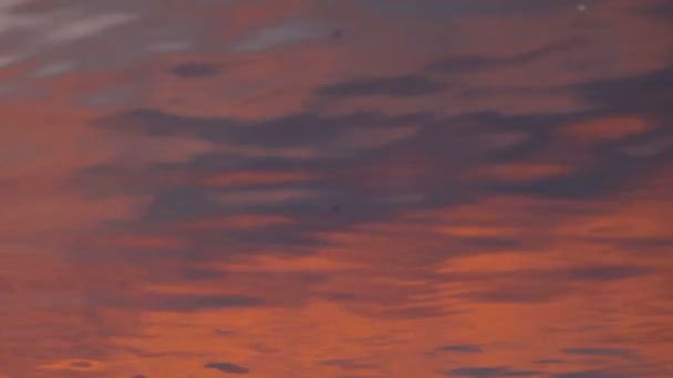 Vogels Rode Zee Avond Abstracte Achtergrond — Stockvideo