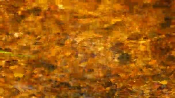 Colorado Golden Stream Abstract Background — Stock Video