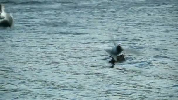 Gaviotas Voladoras Sobre Mar Cámara Lenta — Vídeo de stock