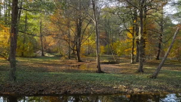 Holenderski Park Panorama Piękna Jesień Krajobraz — Wideo stockowe