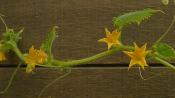 Tallo Pepino Con Flores Amarillas Una Macro Toma Invernadero — Vídeo de stock