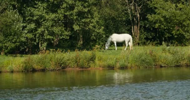 Solo Caballo Blanco Pastando Hermoso Bosque — Vídeo de stock