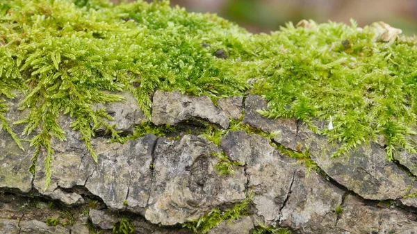 Green Moss Grows Cracked Surface Stone Macro Shot — Stock Photo, Image