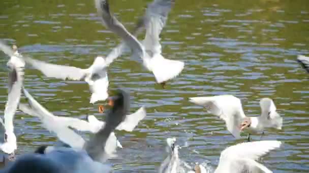 Large Flock Seagulls Fly Slow Motion — Stock Video