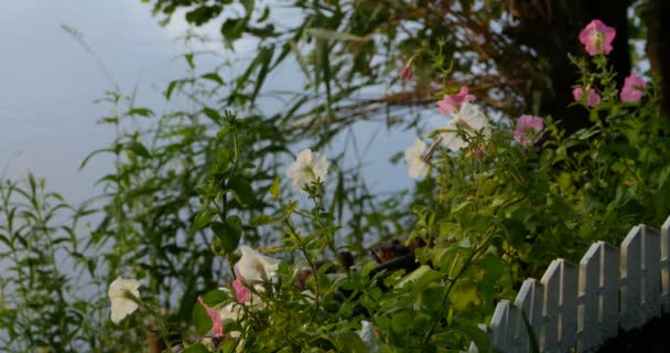 Mavi Bir Arka Plan Üzerine Açık Bahçede Çiçek Açan Petunya — Stok video
