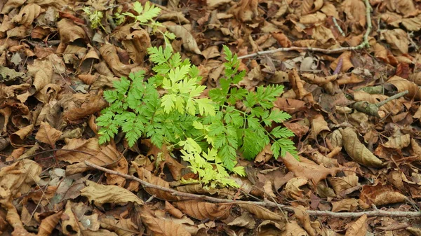 Folhas Verdes Outono Entre Folhas Secas Caídas — Fotografia de Stock