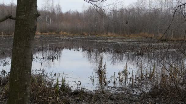 Unpassierbarer Sumpf Voller Wasser Nach Den Herbstregenfällen — Stockvideo