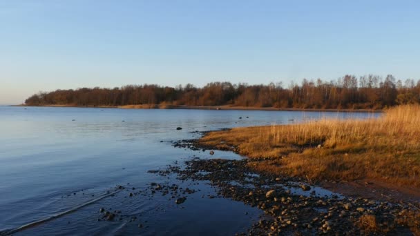 秋の平和と静かな青い湖の黄金の海岸 — ストック動画