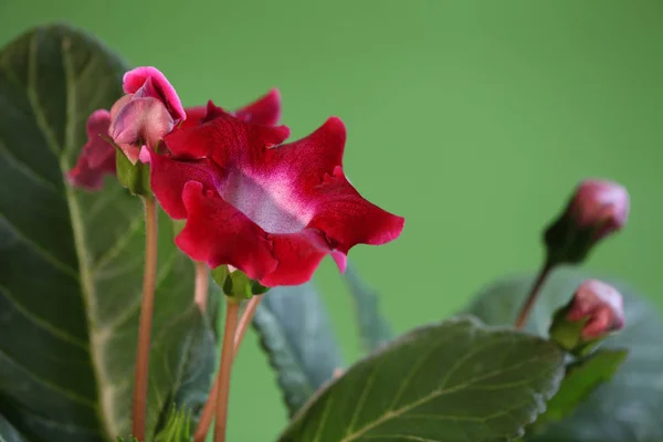 Red flyspecked flowers gloxinia — Stock Photo, Image