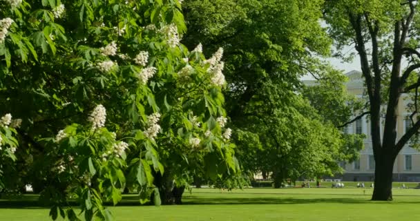 Arbre Fleurs Printanier Dans Parc Royal — Video