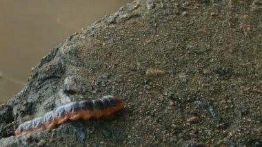 Büyük matkap caterpillar izleme atış yakın, kokulu