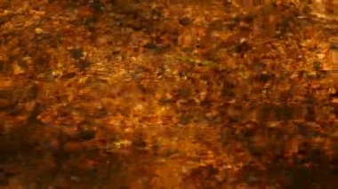 Creek altın rengi, güneş ışığı arka plan