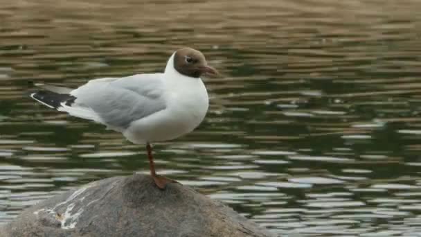 Black Headed Gull Stands Stone Close — Stock Video