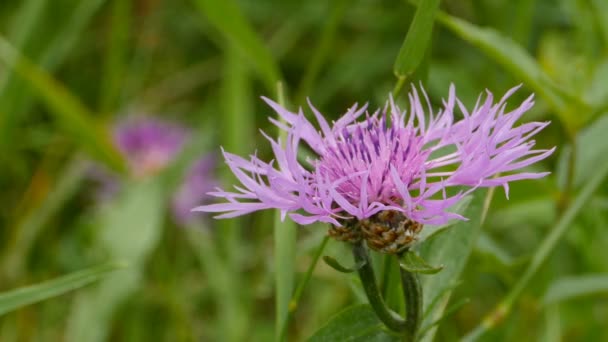 Cardo Viola Fiore Vicino Sfondo Sfocato — Video Stock