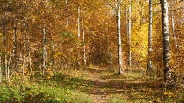Jasny Żółty Jesień Krajobraz Panorama — Wideo stockowe