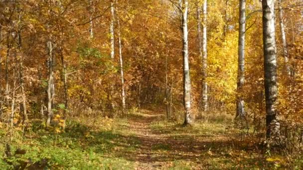 在黄色的秋天森林放大步行路径 — 图库视频影像