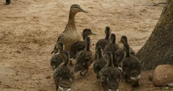 Anatra Con Anatroccoli Grande Famiglia Anatre Curiosità Cautela — Video Stock