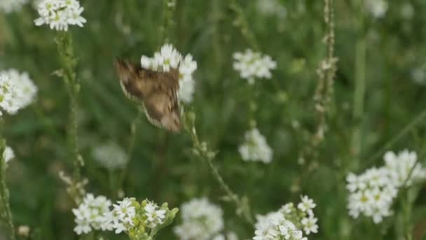 Mariposa Grande Vuela Sobre Flores Blancas Vida Silvestre Cámara Lenta — Vídeos de Stock