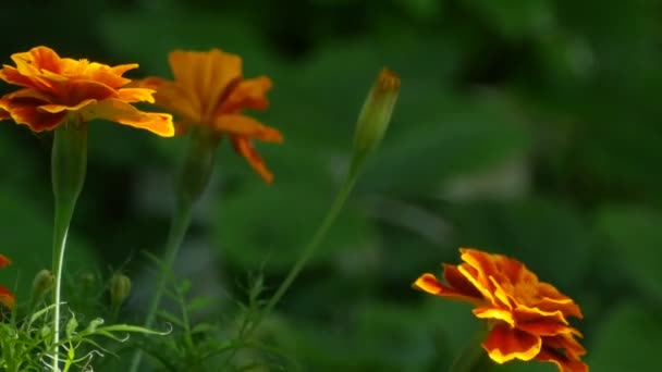 Marigolets Fleurs Orange Macro Caméra Mouvement — Video
