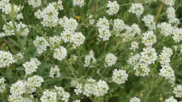 Pequeñas Flores Silvestres Blancas Los Tallos Jardín Inglés Cámara Movimiento — Vídeo de stock