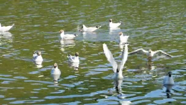 Seagull Wingspan Flight Black Headed Gull Flight Slow Motion — Stock Video