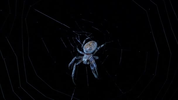 Spider Night Hunter Tela Araña Cerca — Vídeo de stock