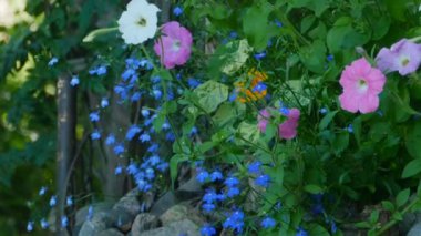 Yeşil bahçe kamera çekimde farklı çiçekler açar