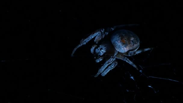 巨大なクモが夜狩り後ネットで捕獲する獲物を食い尽くす — ストック動画