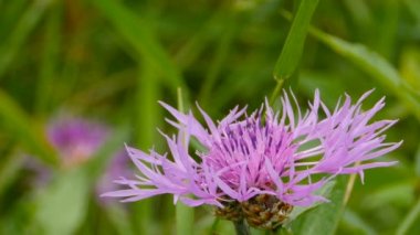 Thistle Mor çiçek panorama alt üst