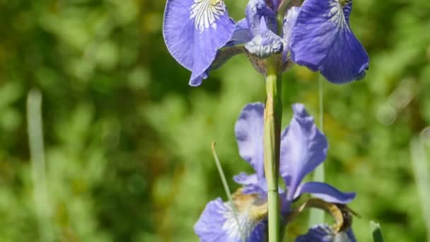 Fleurs Iris Pureté Perfection Grandeur Panorama Bas Haut — Video