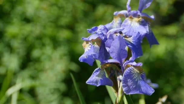 Iris Flores Pureza Perfección Grandeza — Vídeo de stock