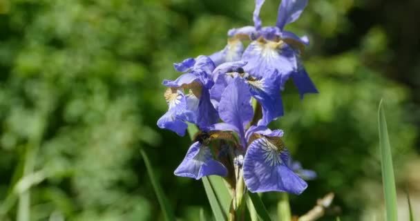 Iris Fleurs Pureté Bourdon Collecte Nectar — Video