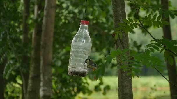 Zelfgemaakte Vogelhuis Waterbak Vogel Mees Besluipt Zaden Slow Motion — Stockvideo