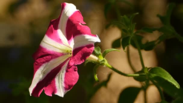 Λουλούδι Ριγέ Πετούνια Μακροεντολή Πυροβολισμό — Αρχείο Βίντεο