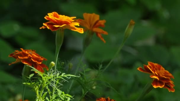 被太阳的光线照亮的橙色花朵万寿菊 — 图库视频影像