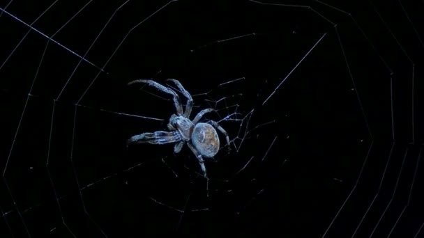 Große Spinne Auf Nächtlicher Jagd — Stockvideo