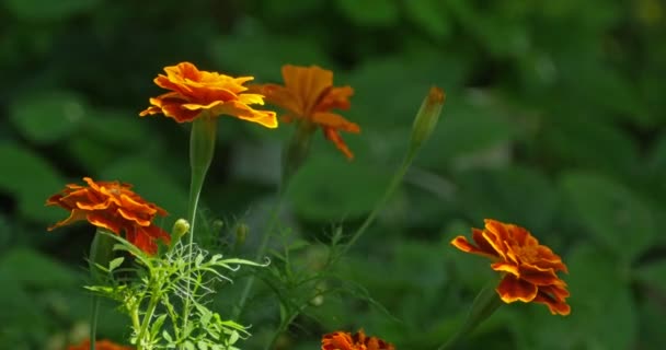 Marigolds Range Flowers Illuminated Rays Sun — Stock Video