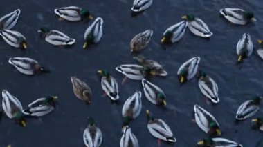 Waterfall huge stream of falling white water
