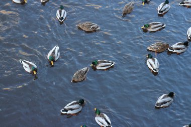 Vahşi yeşilbaş soğuk suda yukarıda kış akın