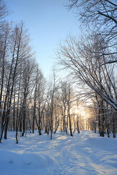 Sentier Dans Une Forêt Enneigée Est Ensoleillé — Photo