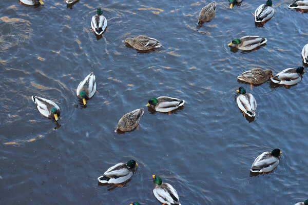 Стадо дикой кряквы зимой в холодной воде, выше
