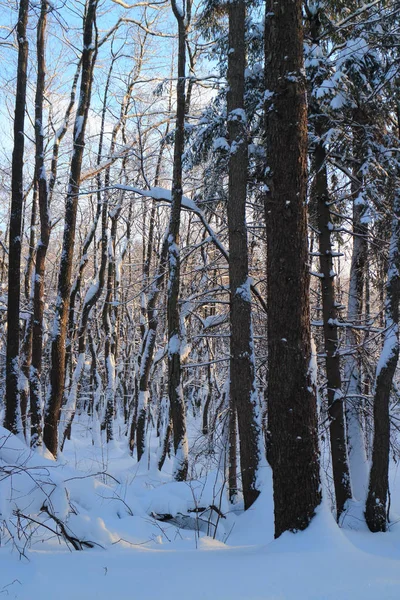 Bosque Infranqueable Invierno Cubierto Nieve —  Fotos de Stock