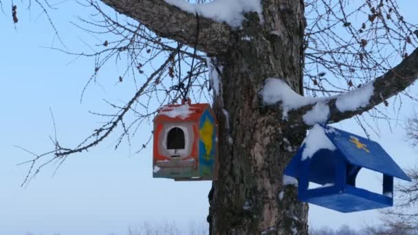 Zelfgemaakte Vogelvoeders Een Boom Sneeuw — Stockvideo