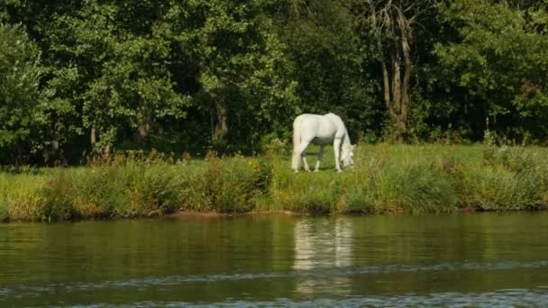 Beyaz Atın Yalnız Nehir Kıyısında Bir Mera Üzerinde — Stok video