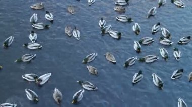 birçok yeşilbaş soğuk su, üstten görünüm